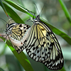 Do Organisms Reproduce - Class 10